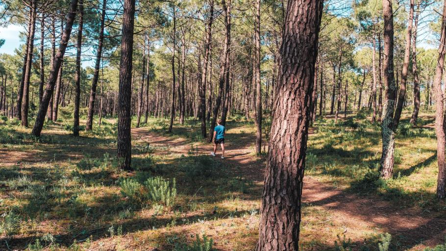 Cote Foret Ile Oleron Tourisme (1)